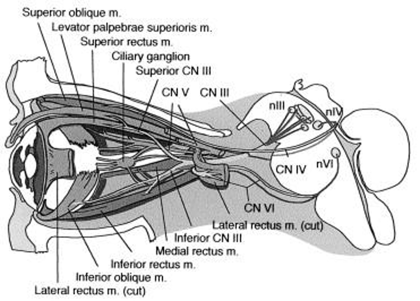 <p>pontomedullary junction - at the junction of the pons and medulla beneath the floor of the 4th ventricle</p>