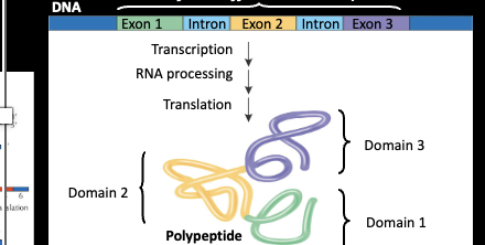 <p>allow for alternative splicing, process of selecting different combos of splice sites within a pre-mRNa to produce variable spliced m-RNA, Introns provide alternative cut sites for this </p>