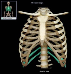 <p>last two pairs of ribs; do not attach to sternum</p>