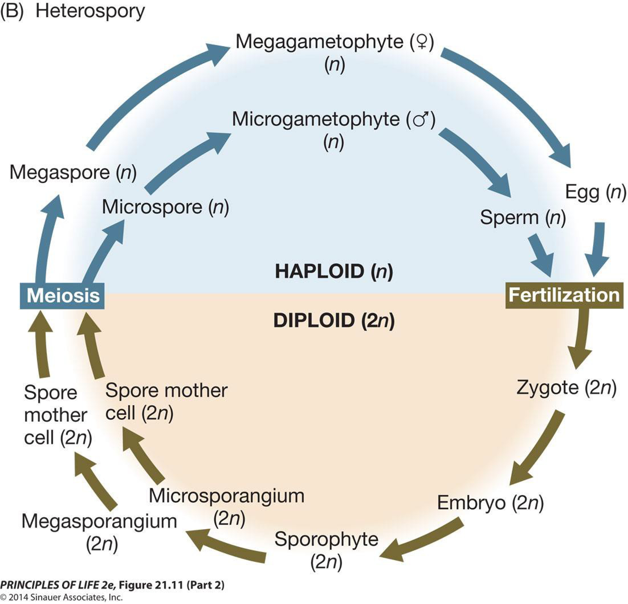 <ul><li><p>Most vascular plants </p></li><li><p>A megaspore develops into a female gametophyte (megagametophyte) that produces only eggs </p></li><li><p>microspores develop into male gametophytes (microgametophytes) that produce only sperm</p></li><li><p>The sporophyte must develop two types of sporangia </p></li></ul>