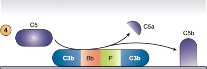 <p>Also known as&nbsp;“C5 convertase” of the alternative pathway</p>