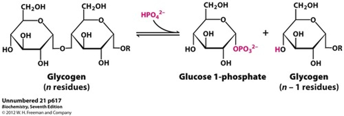 <p>-key regulatory enzyeme of glycogen breakdown</p><p>-enzyme that cleaves glucose from the non-reducing end (free -OH) of a glycogen branch by phosphorylating it</p><p>-glycogen is more branched (branches occur more frequently) --> more points where enzymes can come in & break down glycogen</p><p>-permits rapid release of glucose from glycogen stores</p><p>-phosphorolysis of terminal alpha-1,4-linkage yield glucose 1-phosphate and a glycogen molecule that is one glucose unit shorter</p>