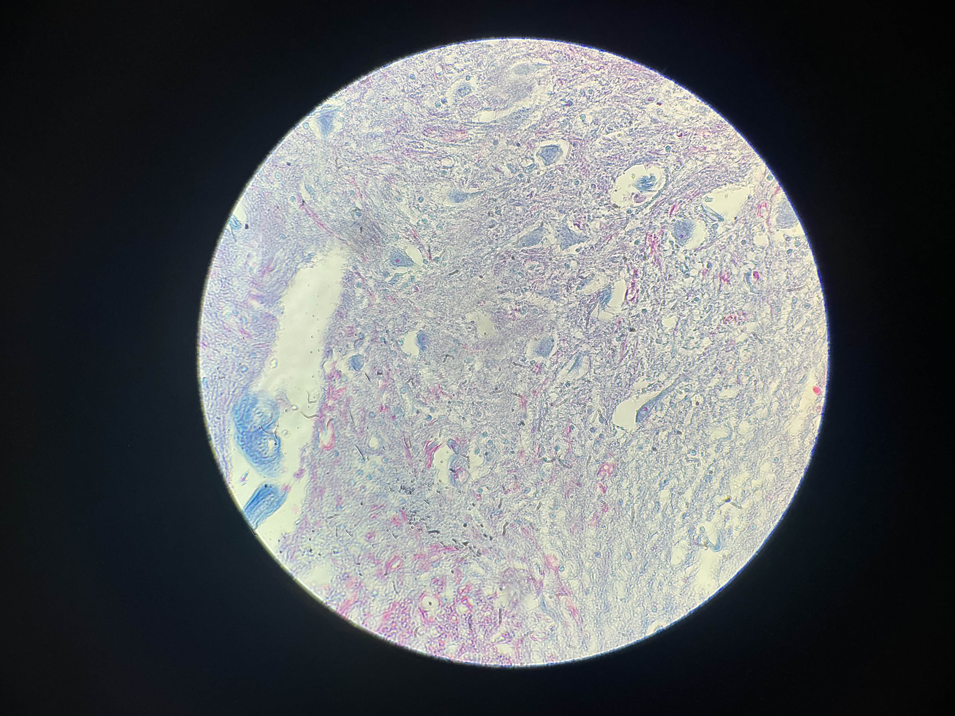 <p>what tissue is this?</p>