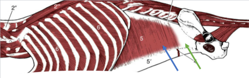 <p>(blue) deepest abdominal muscle, fibers run transversely (ventrally)</p><p>Origin: costal arch, lumbar vertebra, and ileum</p><p>Insertion: linea alba</p><p>Significant caudal aponeurosis (green)</p>