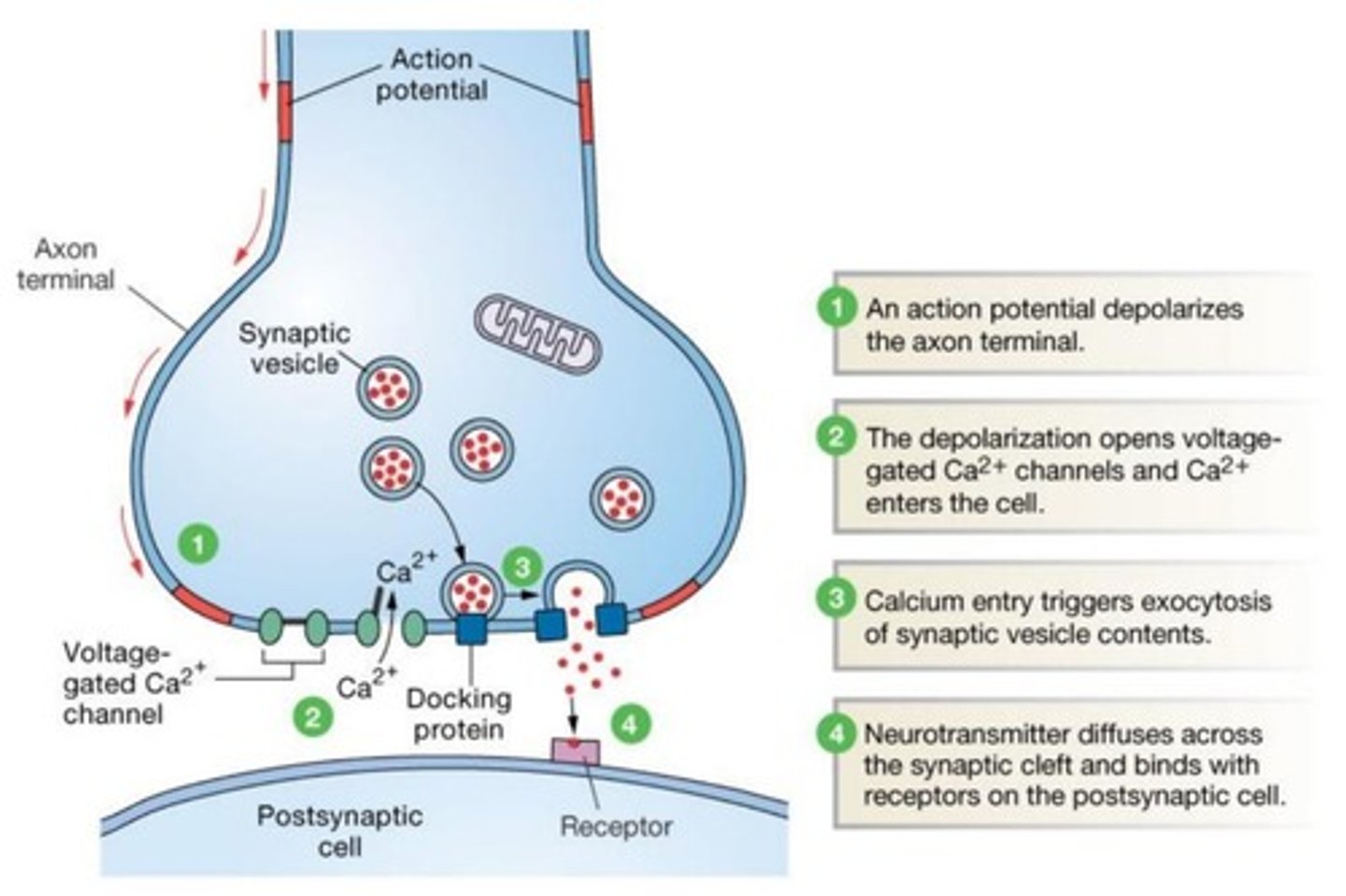 <p>Explain each step of chemical signaling</p>
