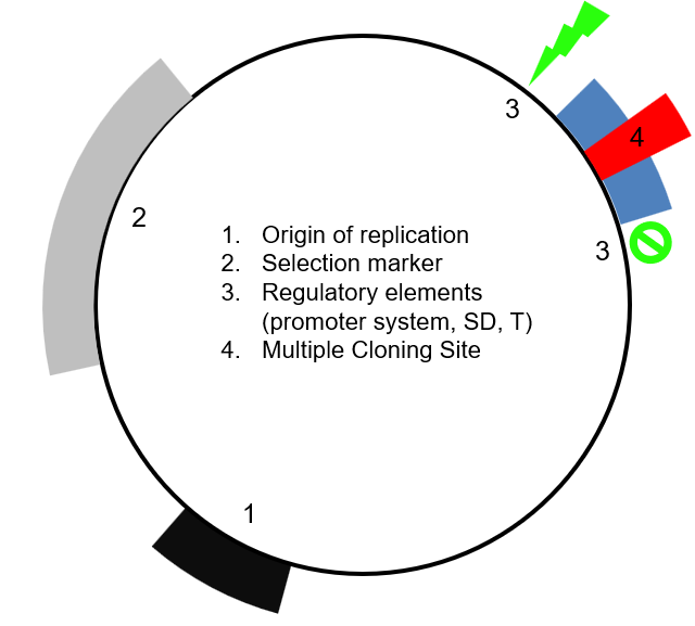 <ol><li><p>Origin of replication (Ori)</p></li><li><p>Selection marker</p></li><li><p>Regulatory elements</p></li><li><p>Multiple cloning site</p></li></ol><p></p>