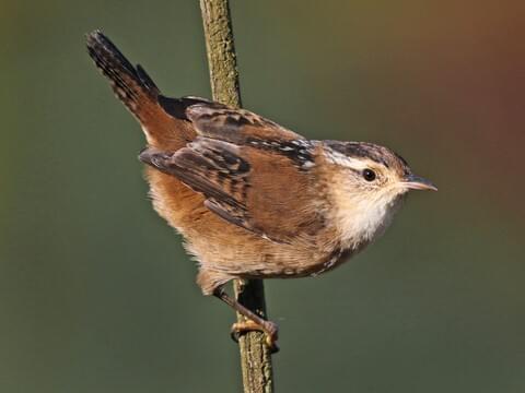 <p>Marsh Wren</p>