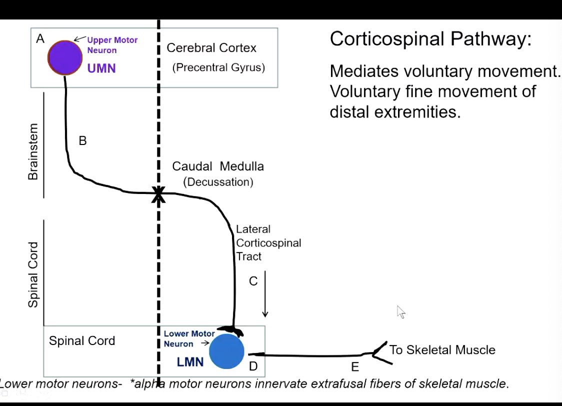 <p>contralateral</p>