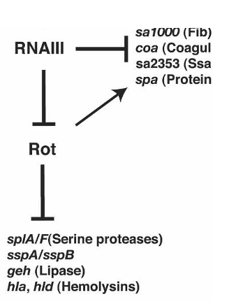 Rot is a DNA-Binding protein that represses transcription of toxins and secreted virulence factors 

Rot stands for Repressor of Toxins 

Rot regulates 146 genes 

The RNAIII molecule interacts with the rot mRNA 


1. Preventing translation of the rot mRNA 
2. Causing the rot mRNA to be degraded 

RNAIII causes the Rot mRNA to be degraded 

* No repression of toxins 
* Toxins produced 

\
           

Rot in cell = no toxins products

RNAIII represses Rot = toxin production turned back on 