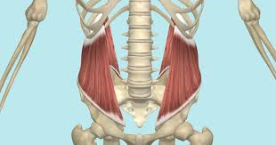 <p>Compresses abdomen; laterally flexes and rotates vertebral column</p>