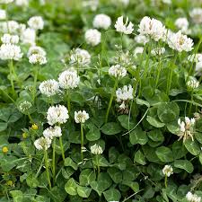<p>White Clover</p>