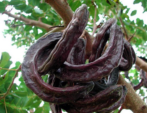 <p><em>Ceratonia siliqua, </em>food source</p>