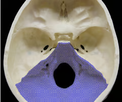 <p>contains the cerebellum</p>