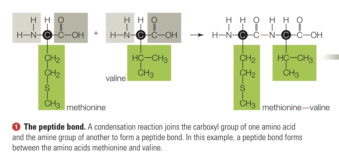 <p>The covalent bond that links amino acids in a protein. Joins the amine group of one amino acid and the carboxyl group of another.</p>