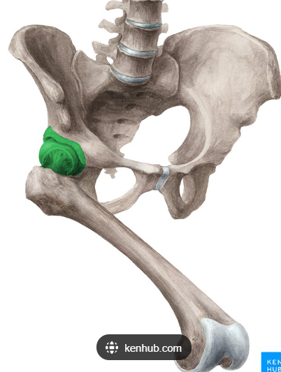 <p>What are the <strong>articulations</strong> of the Acetabulofemoral Joint “hip joint”?</p>