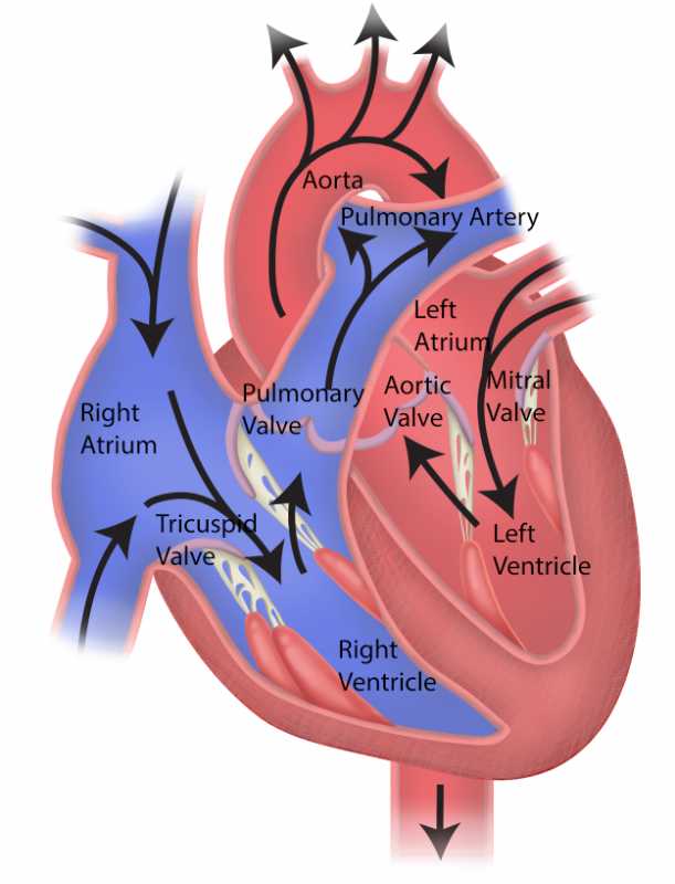 <p>What does the red blood flow symbolize? (Hint: circulation)</p>