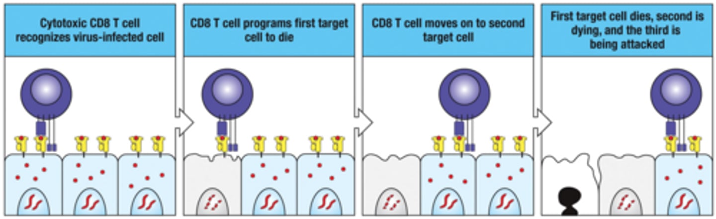 <p>1. Cytotoxic CD8 T cell recognizes virus-infected cell</p><p>2. CD8 T cell programs first target cell to die</p><p>3. CD8 T cell moves on to seond target cell</p><p>4. First target cell dies, second is dying, and the third is being attacked</p>