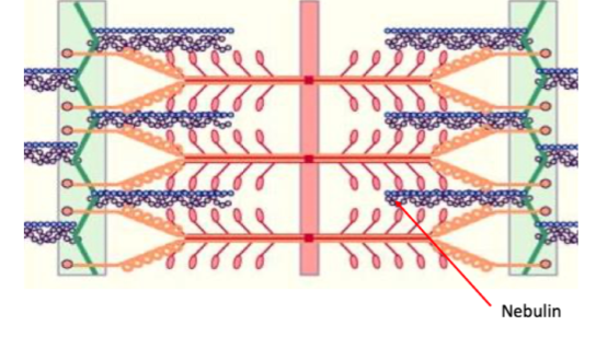 Actin-binding protein 
Nebulin acts as a thin filament ruler that regulates the length during sarcomere assembly 

