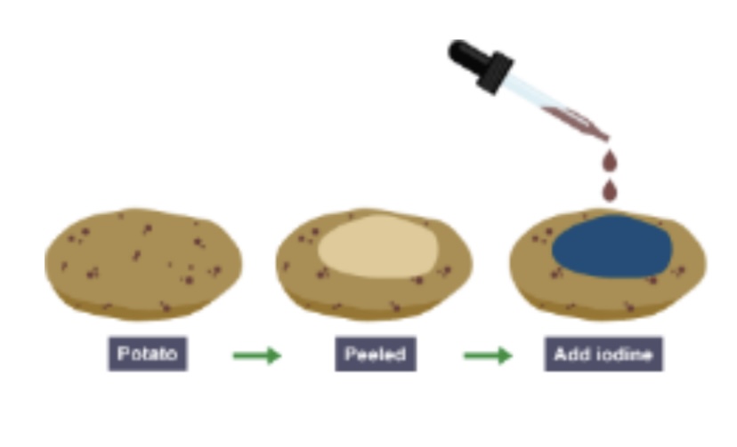 <p>Which type of food is being tested for in this investigation?</p>