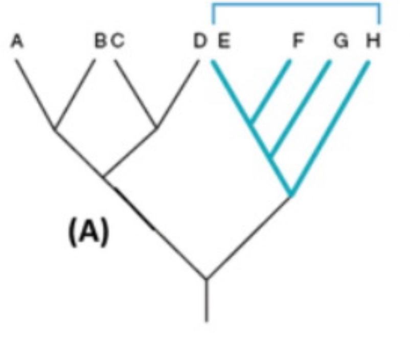 <ul><li><p>clades</p></li><li><p>homology</p></li><li><p>shared, derived traits—synapomorphy</p></li></ul><p></p>