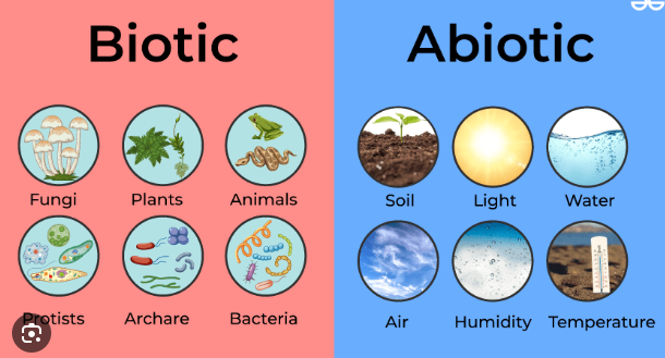 <p>Biotic: Living things/ organisms of an ecosystem</p><p>Abiotic: non-living parts of the ecosystem (rain, water, etc)</p>