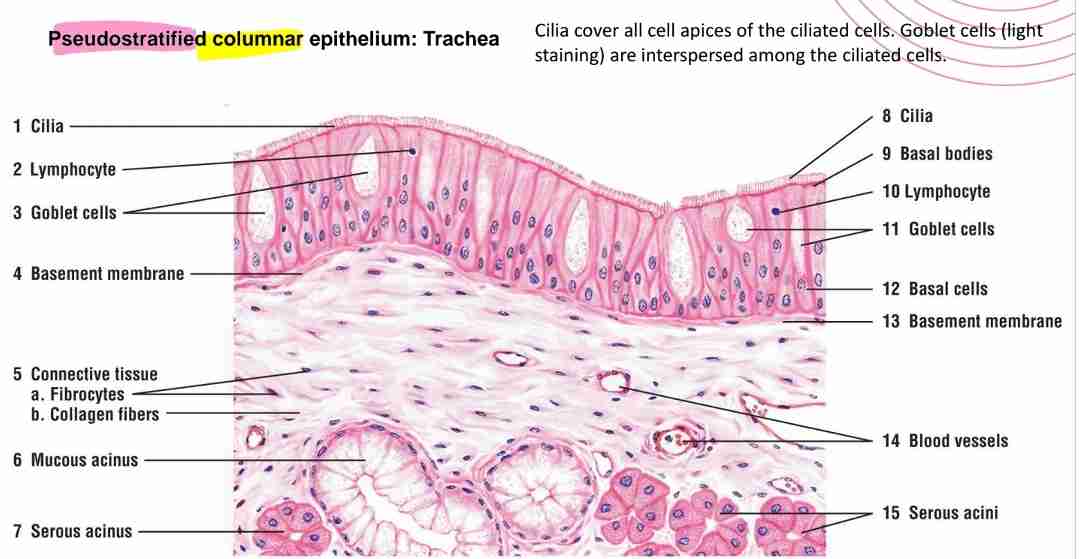 <p>Single layer of cells that attach to basement membrane, not all cells reach surface. Cilliated cells interspersed among mucus-secreting cells and lines respiratory passages (e.g., trachea) &amp; lumina of epipidymis &amp; vas deferans. </p>