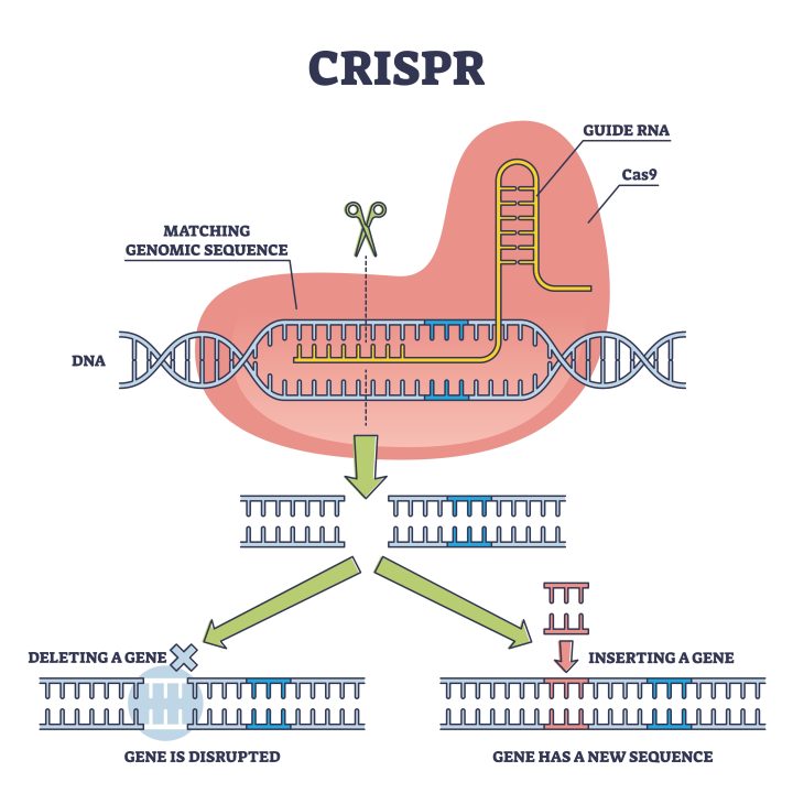 <ol type="1"><li><p><span><span>Scientists identify the gene that needs to be changed.</span></span></p></li><li><p><span><span>They design a guide RNA that matches that exact DNA sequence.</span></span></p></li><li><p><span><span>The guide RNA is attached to the Cas enzyme.</span></span></p></li><li><p><span><span>The CRISPR–Cas complex is delivered into the cell.</span></span></p></li><li><p><span><span>Guide RNA finds and binds to the target DNA.</span></span></p></li><li><p><span><span>Cas enzyme cuts the DNA at that exact spot.</span></span></p></li><li><p><span><span>The cell detects the damage and starts repair.</span></span></p></li><li><p><span><span>Scientists add new DNA (if needed).</span></span></p></li><li><p><span><span>The cell repairs itself using this new DNA.</span></span></p></li></ol><p class="MsoNormal">CRISPR can:</p><ul><li><p>Fix broken genes</p></li><li><p>Add genes</p></li><li><p>Change genes</p></li></ul><p></p>