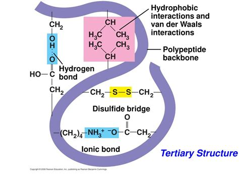 <p>Ionic, covalent, hydrogen, and <span>disulfide bonds</span></p>