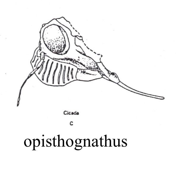 <p>Opisthognathous</p>