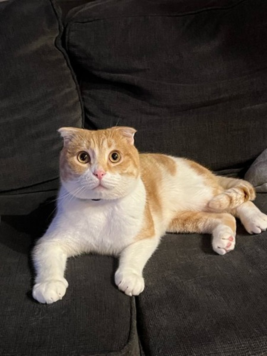 <p>T/F: Scottish folds are predisposed to OA so knowing how to manage it is crucial knowledge (not on the test at all but related and extremely important 2 me)</p>