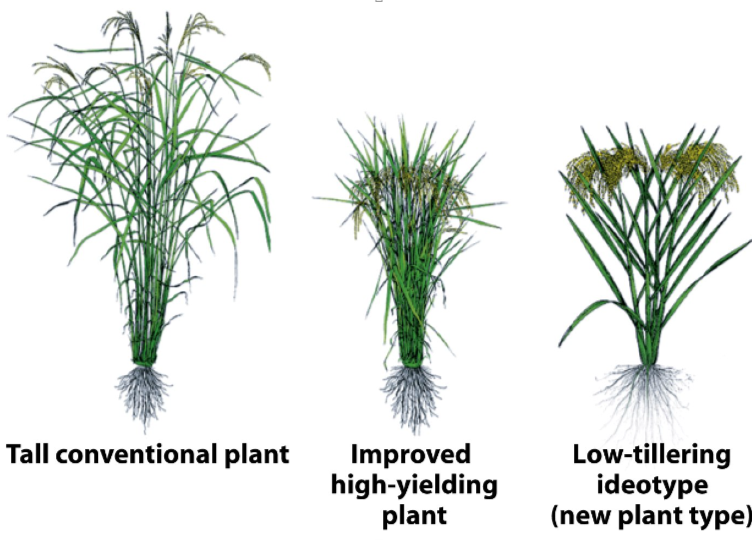 <p>Which plant did Norman Bourlang develop?</p>