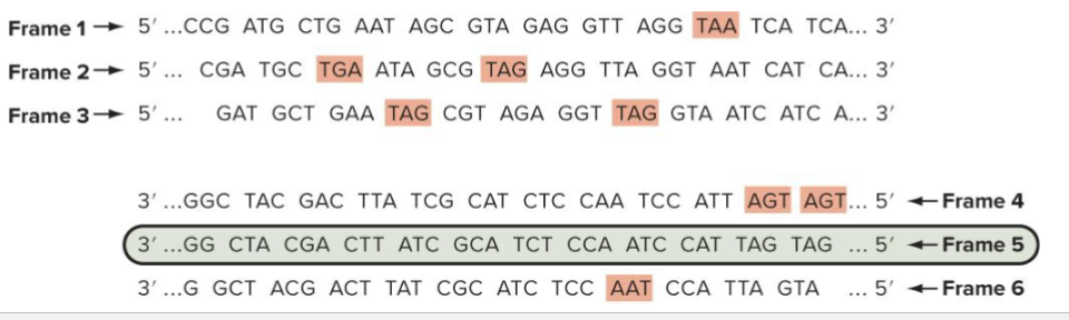 <ul><li><p>An open reading frame is a reading-frame uninterrupted by stop codons</p></li><li><p>DNA can be read in 6 reading frames (3 from each strand due to codon length)</p></li><li><p>Coding sequences tend to have longer ORFs</p></li></ul><p></p>