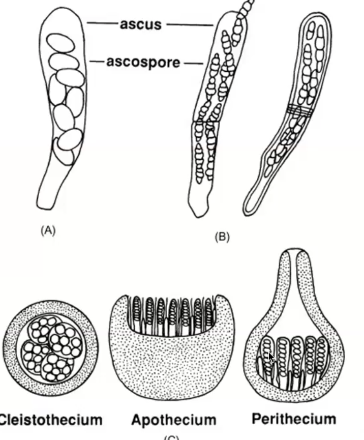 <p>cup fungi, yeast, vital primary decomposers, form symbiotic relationships with lichen and mycorrhizae&nbsp;</p>
