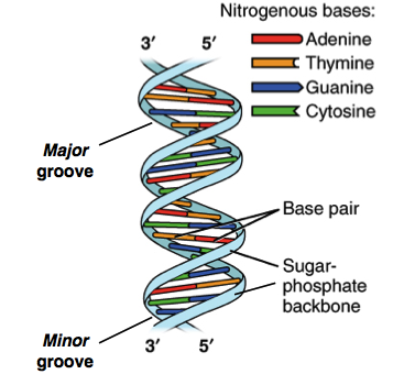 <p>The double helix - <span style="background-color: transparent;">Watson Crick model” (1953)</span></p>