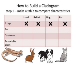 <p>a diagram that shows clades and how they are linked by shared traits</p>