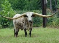 <p>Long upturned horns May not be as heavily muscled</p>