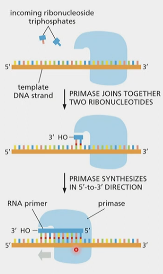 * reads 3’ → 5’ along template strand, same as DNA pol.