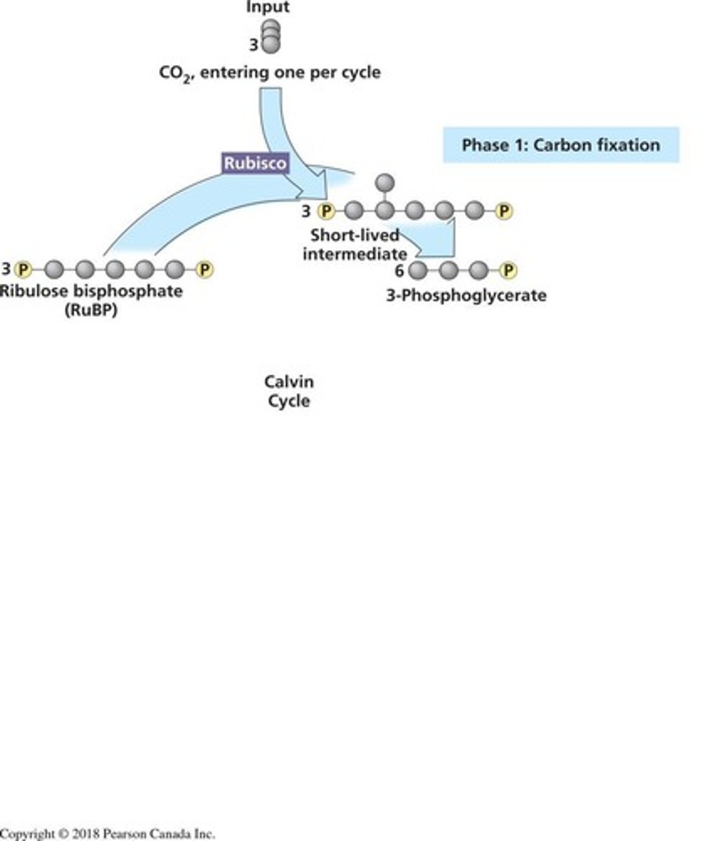 <p>3-phosphoglycerate (3-PGA).</p>
