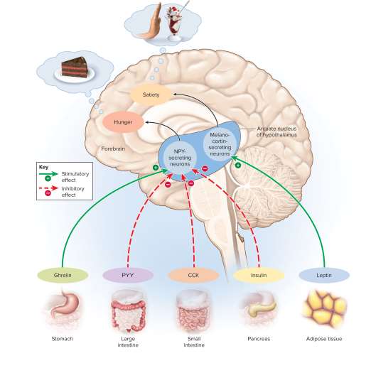 <p>Hypothalamus</p>