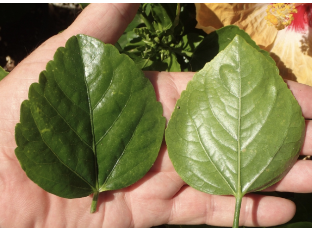 <p><em>Hibiscus rosa-sinensis</em><span> </span></p>