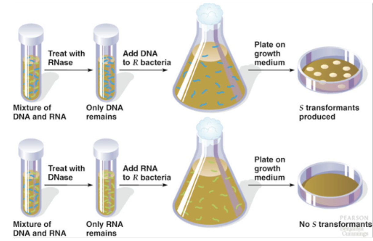 <p>Broke open dead cells, chemically separate components (protein &amp; NA), determine which was capable of transforming live S. pneumoniae cells</p><p>*only NA transformed bacteria</p><p>*supports DNA or RNA as genetic material NOT protein</p>