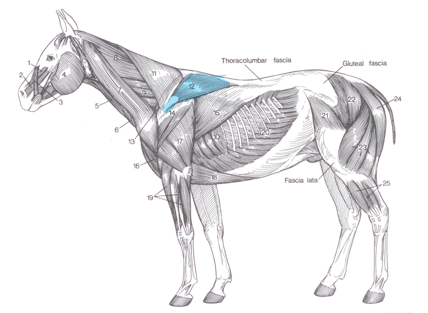 <p>Name of highlighted muscle?</p>