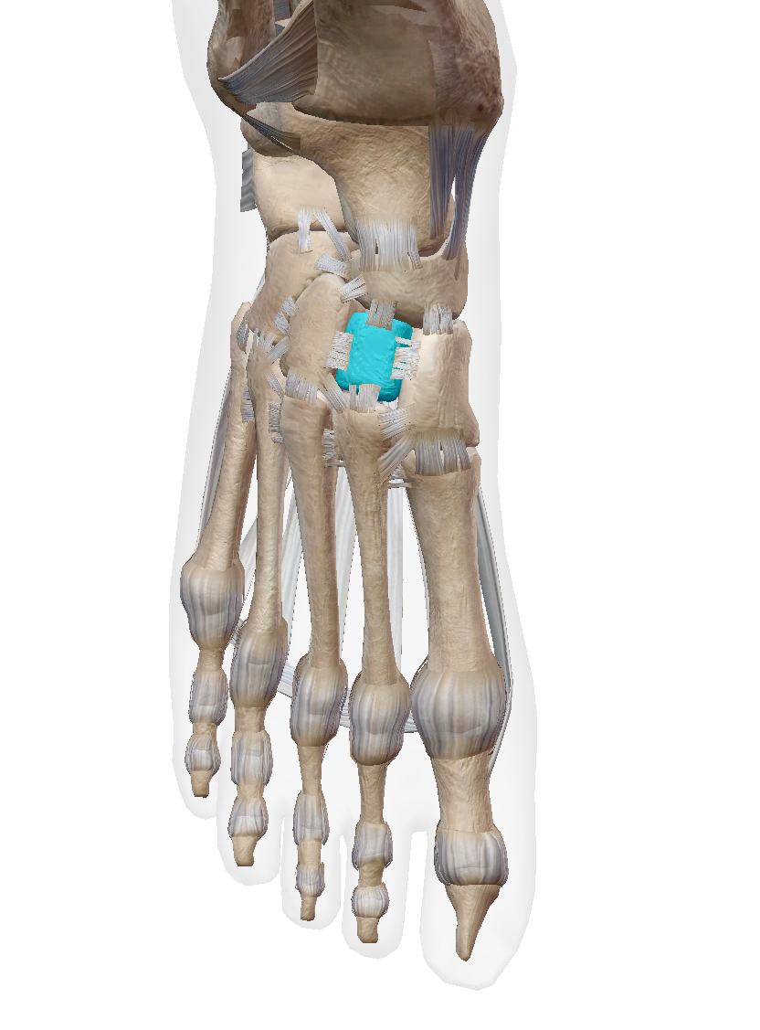 <p>Label the bone </p>