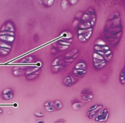 <p>cartilage (connective)</p>