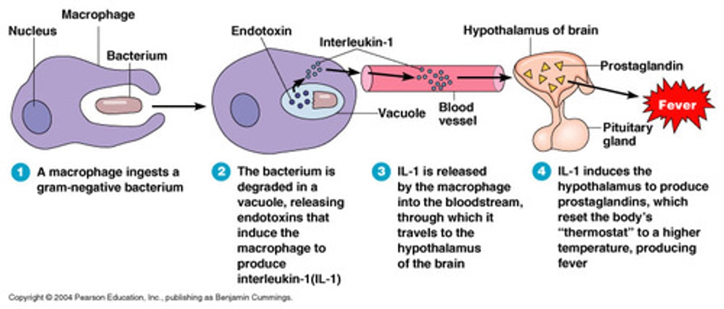 <p>induces fever<br>bind to neurons in hypothalamus range that control temperature --&gt; forces it up</p>