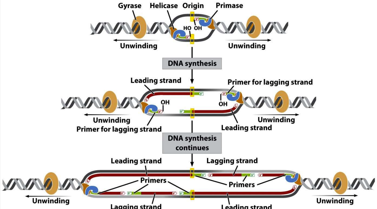 Made via primer and DNA synthesis respectively
- Gyrase- cuts double-stranded DNA 
- Helicase- unwinds DNA 
- Origin- replicates DNA  