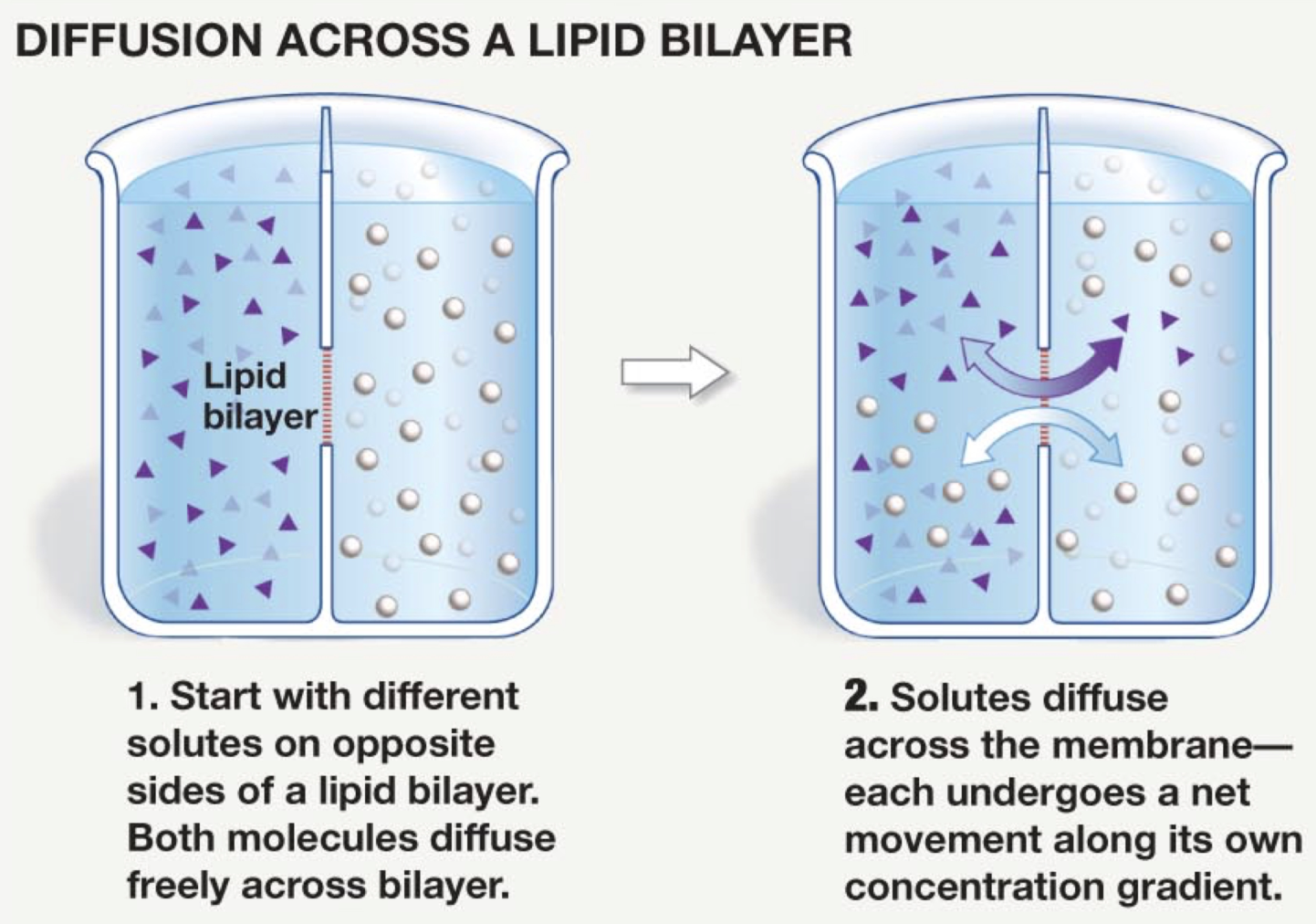 <p>How does diffusion result in the movement of chemical substances, such as respiratory gases, from one medium into another (such as into or out of an organism)?</p>
