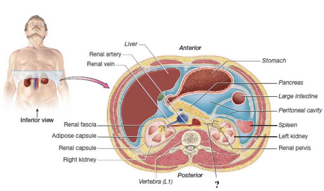 <p>medial indentation where blood vessels and the ureter enter and exit the each kidney </p>