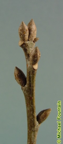 <p>thin heavy ridges, diamond, ski tracks, wide base, big acorns, deep sinuses</p>