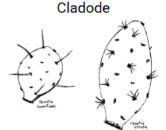 <p>Cladode</p>